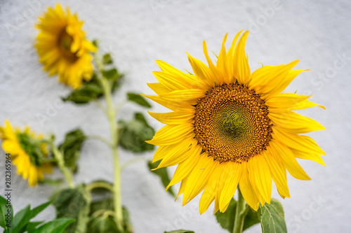 Close-up of sunflower natural background. blooming. Sunflowers symbolize adoration, loyalty and longevity.