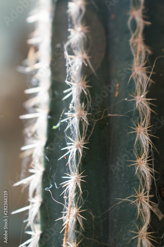 A closeup of the delicate spines on a beautiful green Pilosocereus pachycladus cactus with a light blueish background.