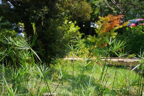 公園の風景
