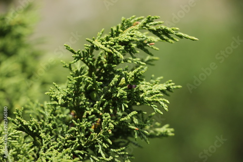 branch of rosemary