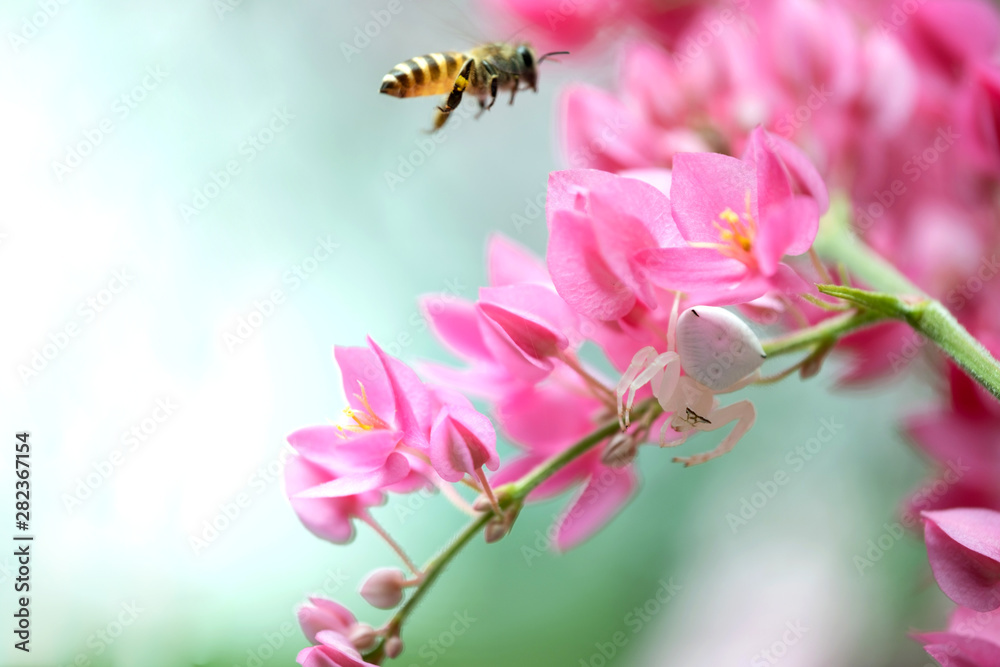 Blooming flowers in the Spring, Close-up view of a bumblebee sitting on a pink flower. Blooming flowers in the Spring, Close-up view of a bumblebee sitting on a pink flower.
