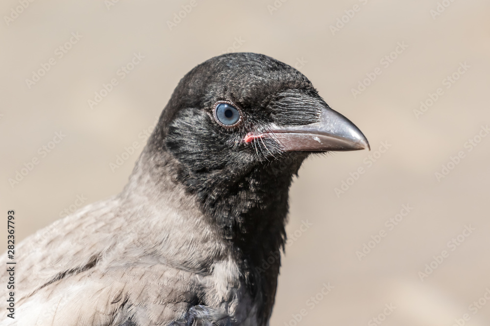 Fototapeta premium Portrait of a young crow on a blurry background. Close-up. Warm summer day in the park. Wild nature. City birds.