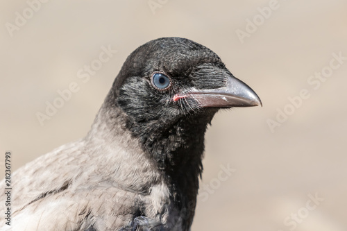 Portrait of a young crow on a blurry background. Close-up. Warm summer day in the park. Wild nature. City birds.