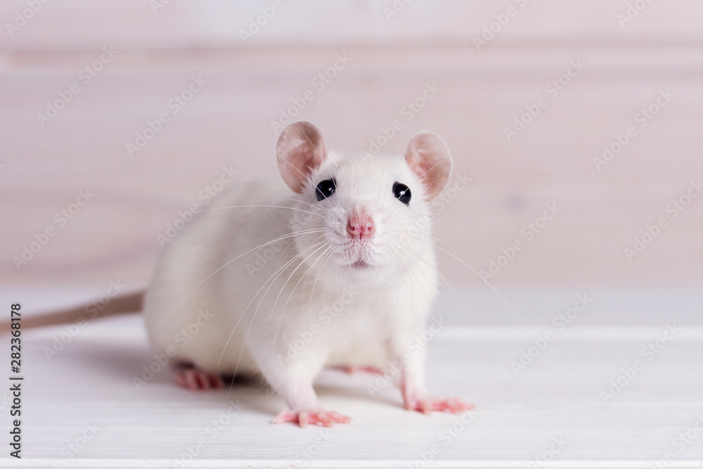white rat on a white background, place for your text, the symbol of the Chinese New Year white rat on a white background, place for your text, the symbol of the Chinese New Year