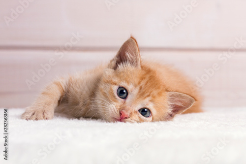 little red kitten lying on a white wooden background