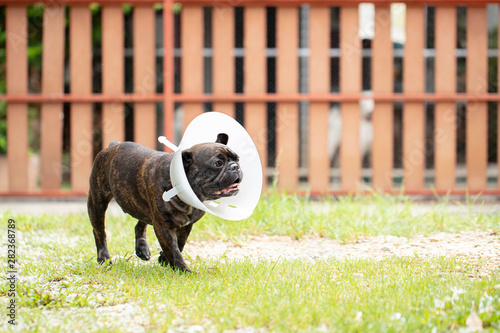 french bulldog wearing transparent plastic collar.