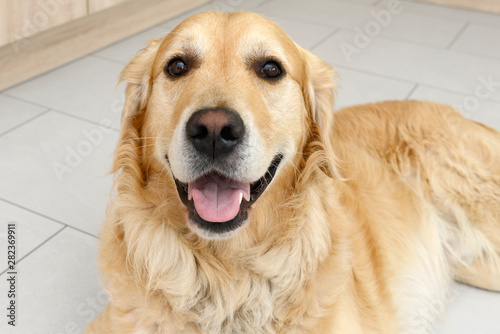 golden retriever dog on white tile