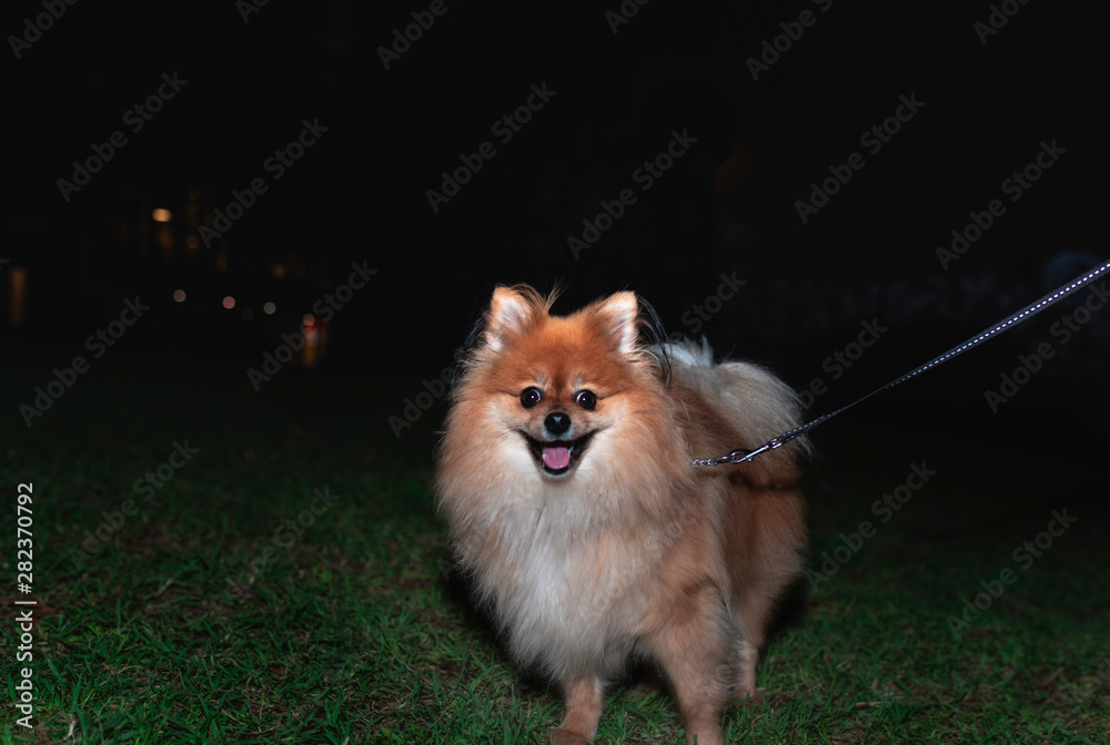 Obraz premium A Pomeranian male dog on leash at night with a black background. Space for type.