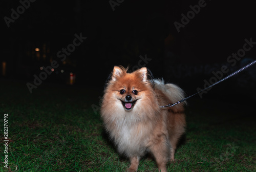 A Pomeranian male dog on leash at night with a black background. Space for type. photo