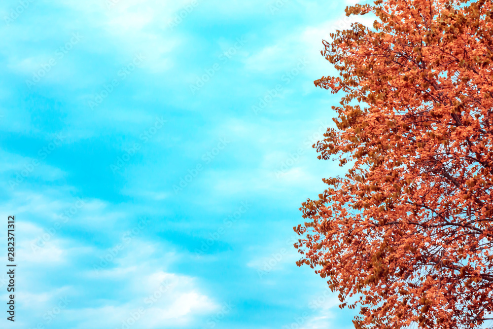 Abstract natural seasonal autumn background with mine space. Tree with orange yellow red foliage in the forest and empty sky in blue cyan colors with clouds in warm nice weather Abstract natural seasonal autumn background with mine space. Tree with orange yellow red foliage in the forest and empty sky in blue cyan colors with clouds in warm nice weather
