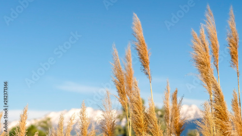 Panorama frame Close up of grasses with view of mountain and blue sky in the blurred background