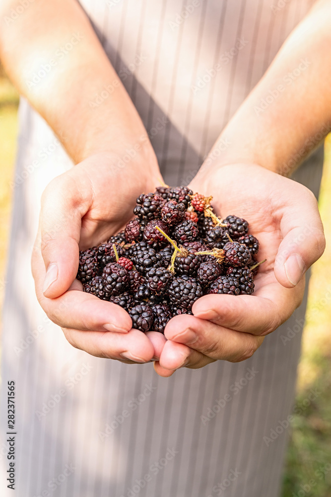 Farmer hands with freshly harvested blackberries on nature background Farmer hands with freshly harvested blackberries on nature background