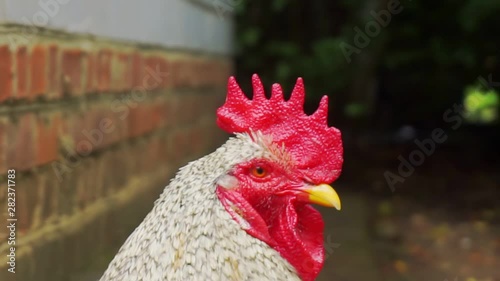Portrait of funny adult domestic rooster that looks curiously into the camera