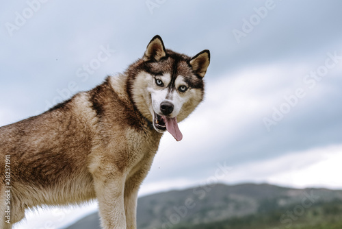 dog husky in mountain