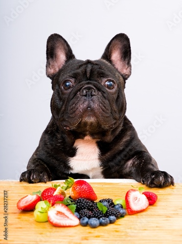 French bulldog ready to eat fresh fruits , vegetables