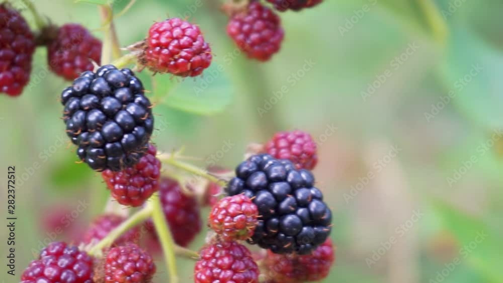 sprig of blackberry with ripe berries.close-up.shallow depth of field. sprig of blackberry with ripe berries.close-up.shallow depth of field.