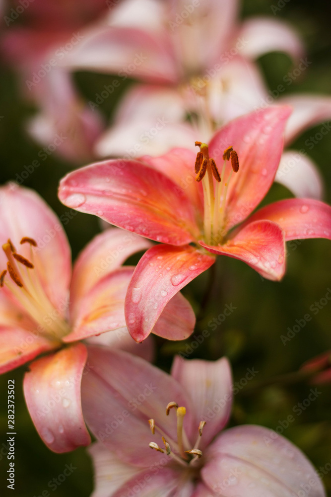 Macro photo nature blooming flower Lilium. Background texture blooming pink flowers lily. 