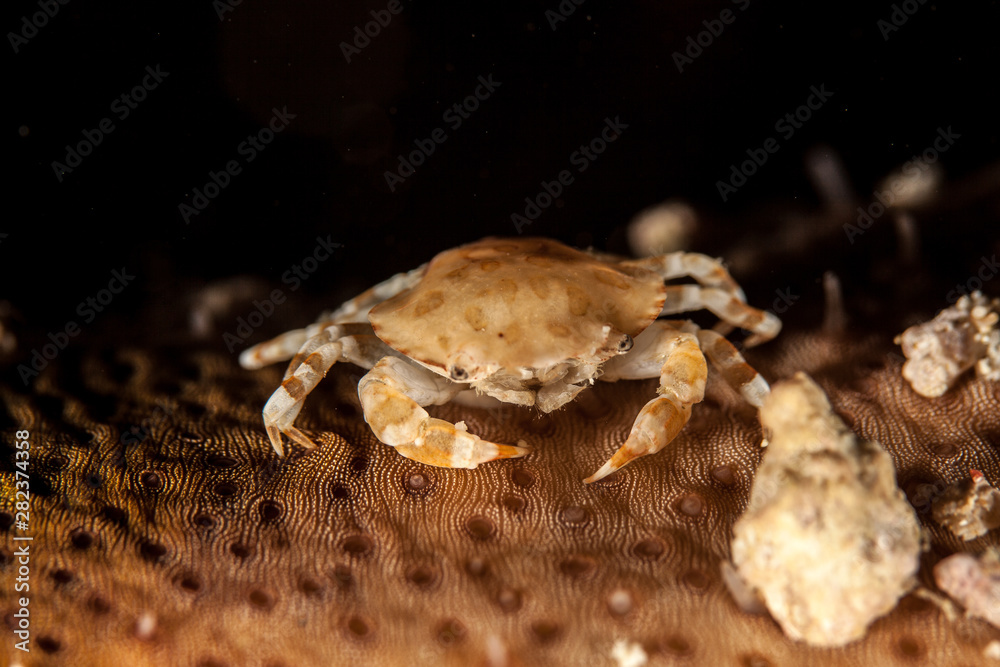 Sea Cucumber Swimmer Crab it lives usually in associatin with sea cucumber Sea Cucumber Swimmer Crab it lives usually in associatin with sea cucumber