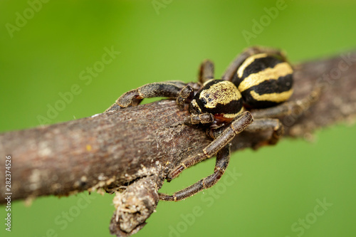 Image of gray wall jumper spider male (Menemerus bivittatus) on a brown tree branch. Insect. Animal. Salticidae.