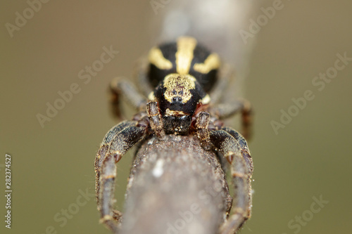 Image of gray wall jumper spider male (Menemerus bivittatus) on a brown tree branch. Insect. Animal. Salticidae.