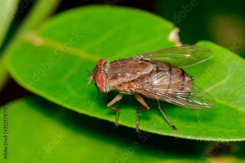 Image of a flies (Diptera) on green leaves. Insect. Animal