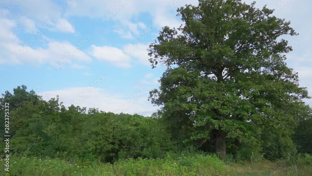 huge ancient oak among other trees.old big tree huge ancient oak among other trees.old big tree