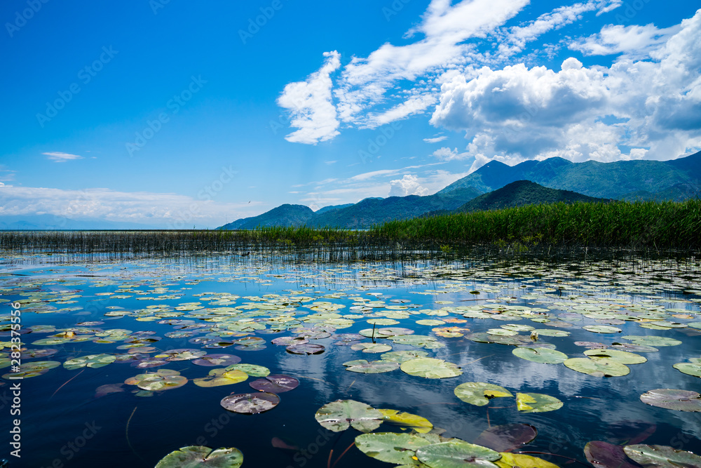 Montenegro, Green lily pads of water lily plants covering water surface of skadar lake near reed surrounded by mountains under blue sky