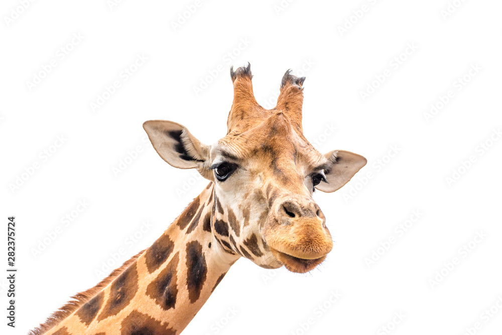 Close up of giraffe head isolated on white background.