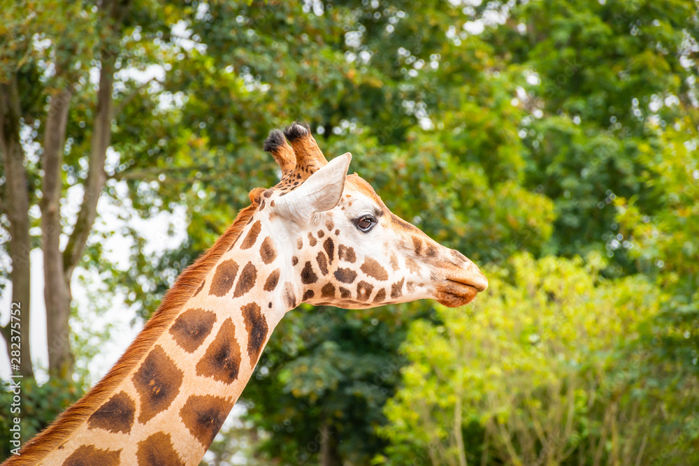 Side view of African giraffe head in front of green tree background. Side view of African giraffe head in front of green tree background.