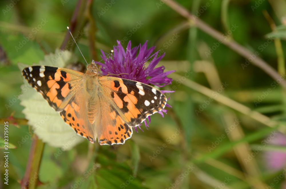 Painted Lady butterfly sits on pink cornflower Painted Lady butterfly sits on pink cornflower