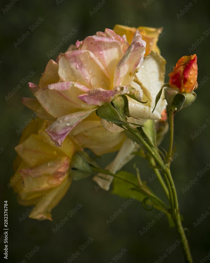 Gocce di pioggia su rosa Gocce di pioggia su rosa