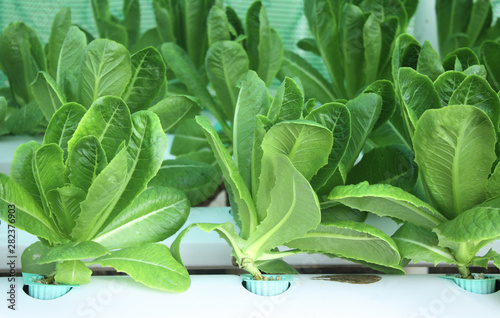 Green lettuce salad in hydroponic farm photo