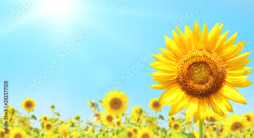 Sunflowers on blurred sunny...