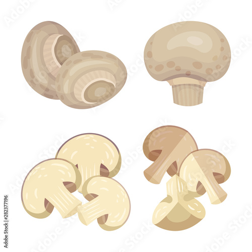 Set of white mushrooms. Vector illustration on white background.