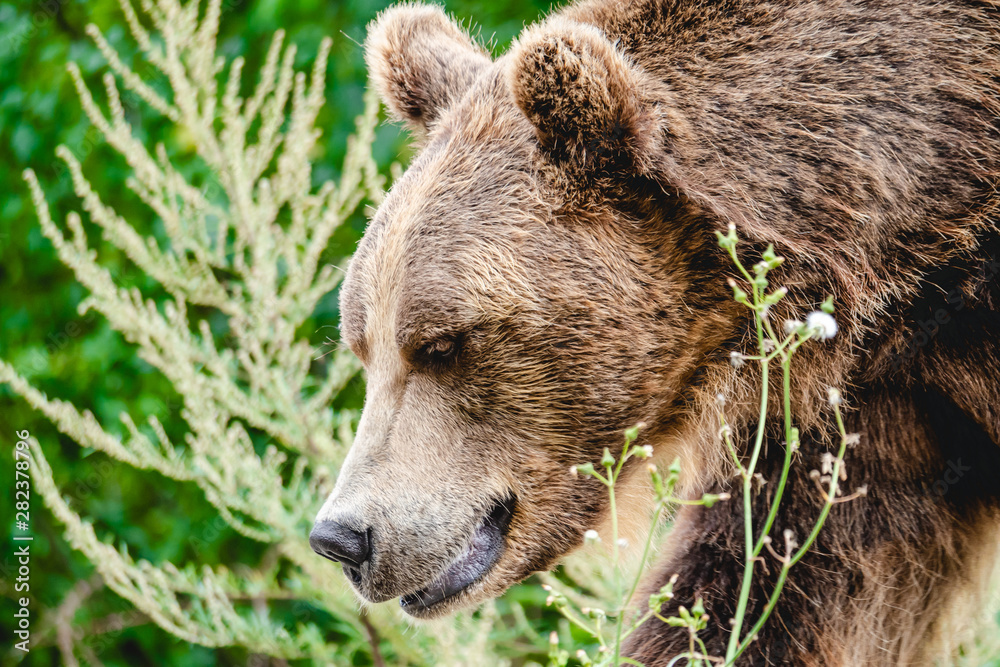 Portrait of an adult brown bear. Portrait of an adult brown bear.