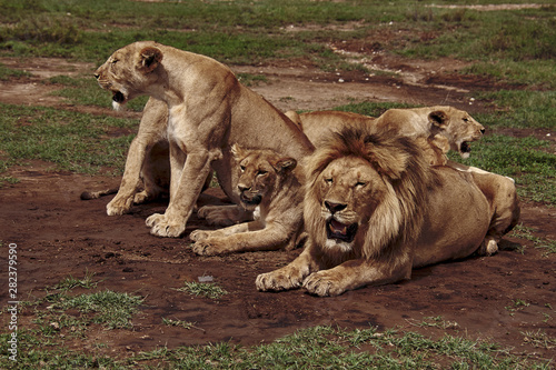  the lion family is resting