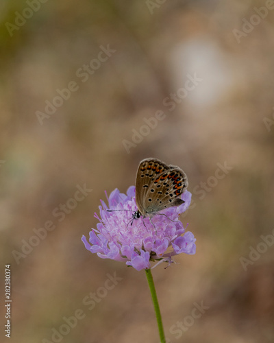 Mariposa en flor