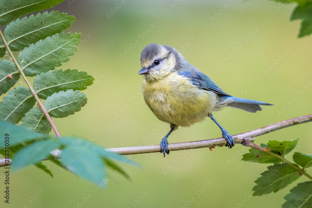 Obraz premium Blue tit