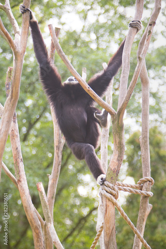 Gibbon hanging on a tree branch