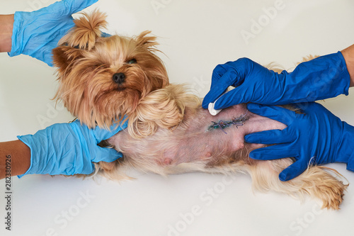Veterinarian treating a surgical suture on a dog’s stomach Postoperative period after sterilization