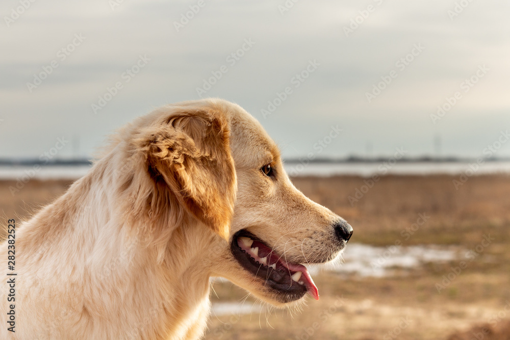 Dog breed Golden Retriever against the backdrop of an autumn landscape, looking at the setting sun.