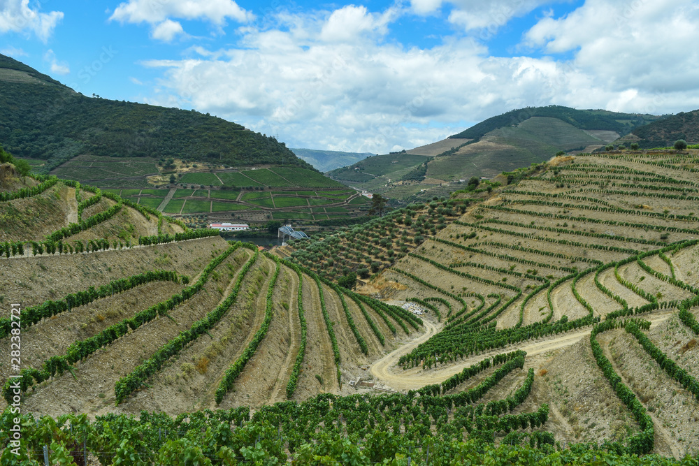 Vineyards located on high hills with terraces.