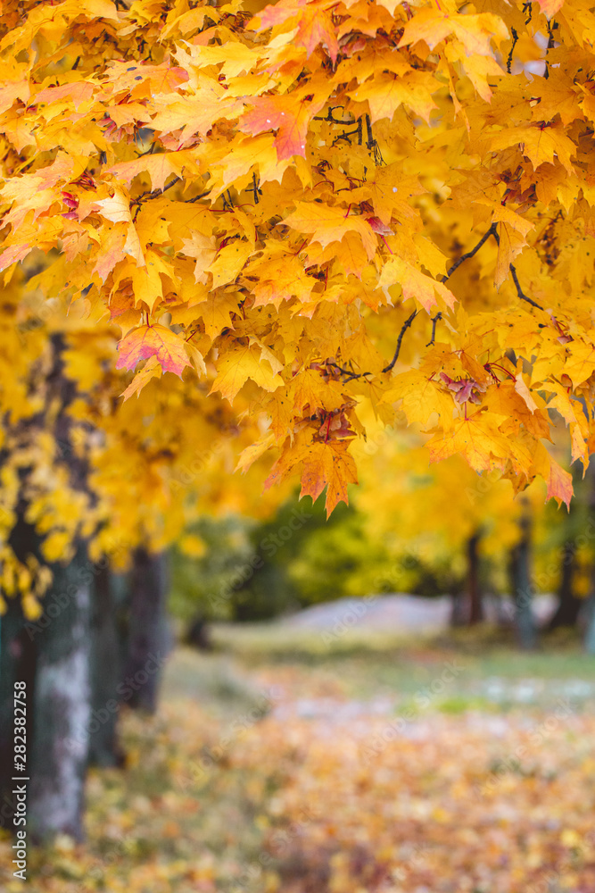 Leaves With Autumn Colors. yellow maple leaves Leaves With Autumn Colors. yellow maple leaves