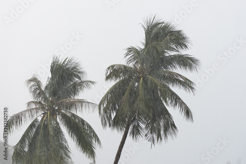 Coconut trees under tropical rain against the gray sky. Tropical background