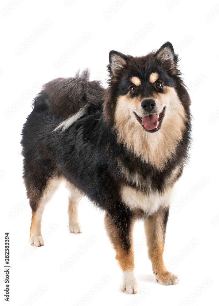 Finnish Lapphund in studio Finnish Lapphund in studio