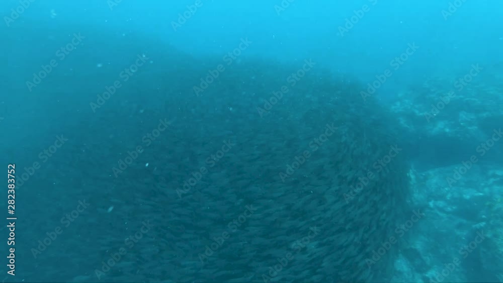 massive bait ball off southpoint hawaii in slow motion massive bait ball off southpoint hawaii in slow motion