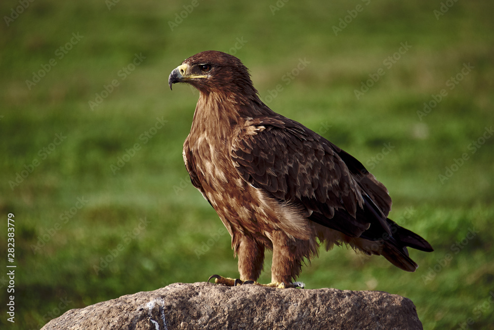 Fototapeta premium portrait of an hawk