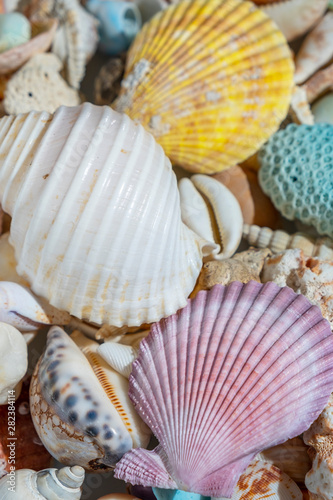 Colourful mix Seashell background  vertical composition