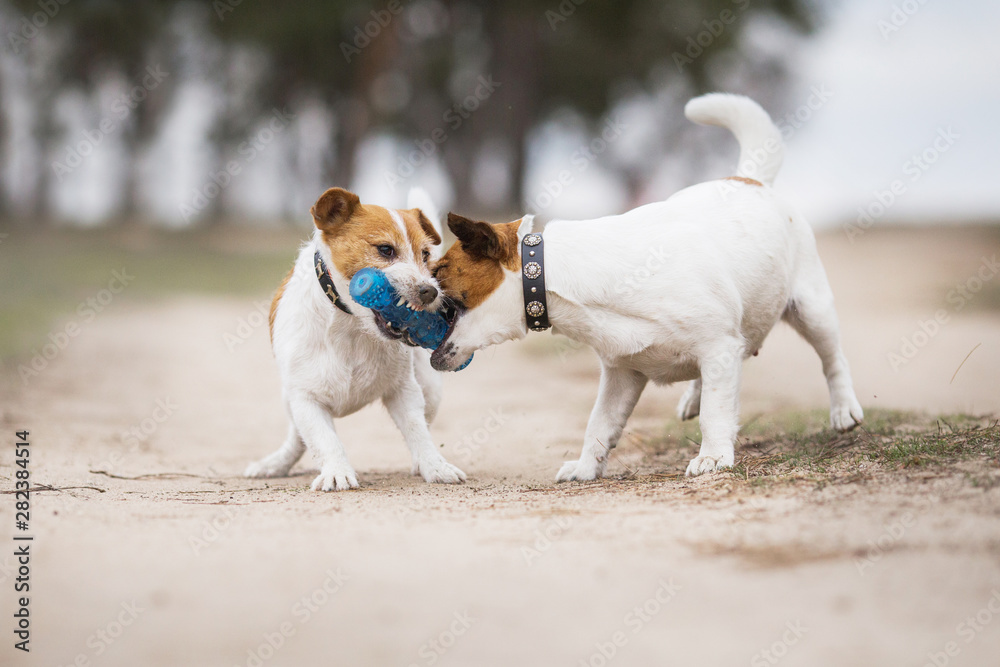 jack russell terrier dog jack russell terrier dog