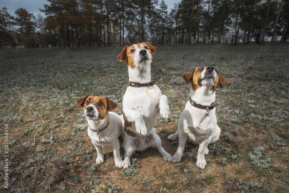 jack russell terrier dog